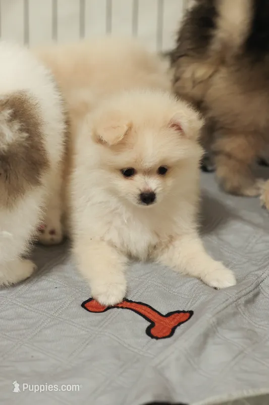 ALFREDO – Pomeranian puppy for sale in Jacksonville, FL