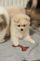 ALFREDO, a male Pomeranian for sale in Jacksonville, FL – 1 of 7