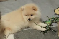 Toffee, a female Pomeranian for sale in Jacksonville, FL – 6 of 10