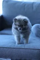 Raccy, a male Pomeranian for sale in Jacksonville, FL – 5 of 8