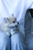 Fox, a male Pomeranian for sale in Jacksonville, FL – 6 of 7