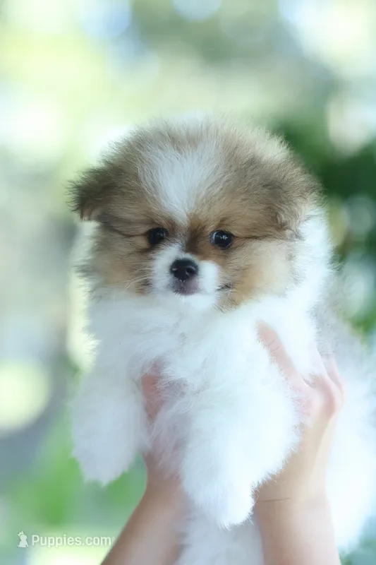 Ace – Pomeranian puppy for sale in Jacksonville, FL