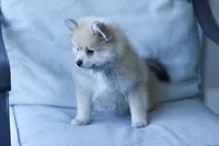 Fox, a male Pomeranian for sale in Jacksonville, FL – 5 of 7