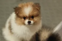 Ace, a male Pomeranian for sale in Jacksonville, FL – 5 of 9