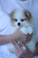 Princess, a female Pomeranian for sale in Jacksonville, FL – 5 of 9
