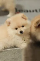 Toffee, a female Pomeranian for sale in Jacksonville, FL – 3 of 10