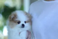 Princess, a female Pomeranian for sale in Jacksonville, FL – 7 of 9