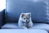 Fox, a male Pomeranian for sale in Jacksonville, FL – 2 of 7