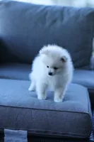 ALFREDO, a male Pomeranian for sale in Jacksonville, FL – 5 of 7