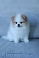 Princess, a female Pomeranian for sale in Jacksonville, FL – 6 of 9