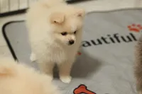 ALFREDO, a male Pomeranian for sale in Jacksonville, FL – 4 of 7