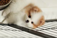Princess, a female Pomeranian for sale in Jacksonville, FL – 8 of 9