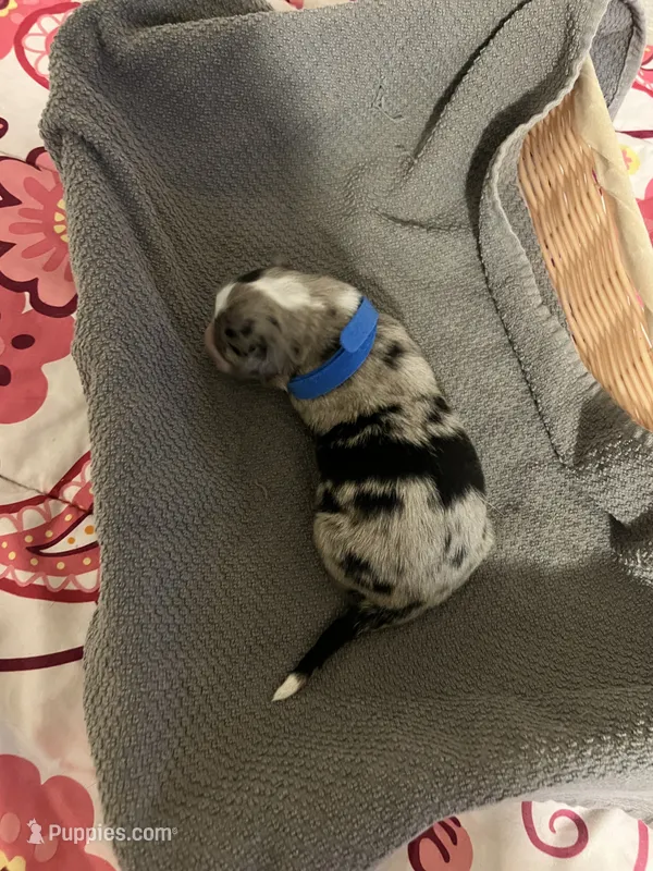 Blue – Australian Shepherd, Border Collie puppy for sale in Casa Grande, AZ