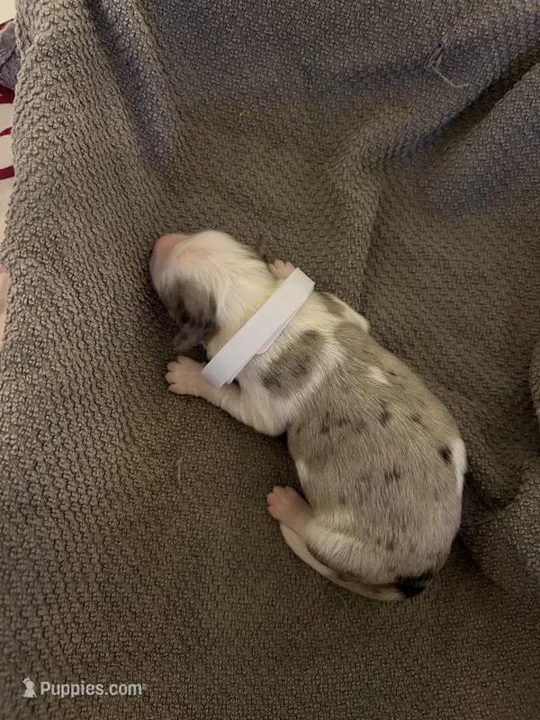 White – Australian Shepherd, Border Collie puppy on hold in Casa Grande, AZ