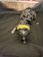 Yellow, a female Australian Shepherd and Border Collie for sale in Casa Grande, AZ – 2 of 2