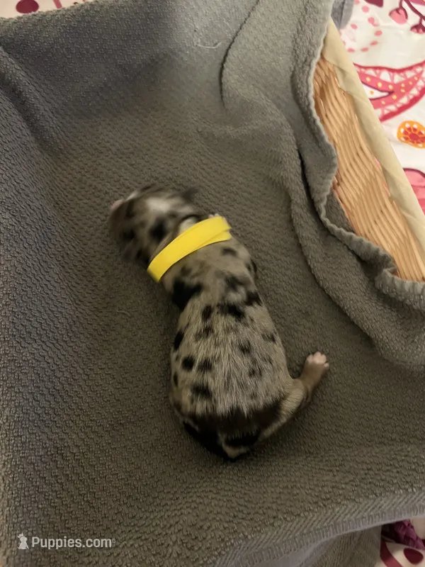 Yellow – Australian Shepherd, Border Collie puppy on hold in Casa Grande, AZ