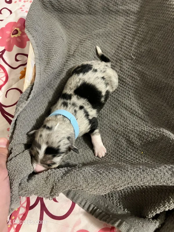 Light blue – Australian Shepherd, Border Collie puppy for sale in Casa Grande, AZ
