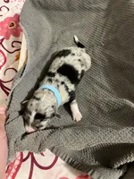 Light blue, a male Australian Shepherd and Border Collie for sale in Casa Grande, AZ – 1 of 2