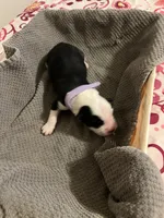 Light purple, a female Australian Shepherd and Border Collie for sale in Casa Grande, AZ – 2 of 2