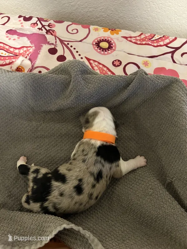 Orange – Australian Shepherd, Border Collie puppy for sale in Casa Grande, AZ