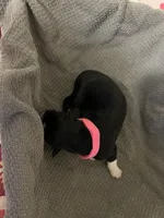 Pink, a female Australian Shepherd and Border Collie for sale in Casa Grande, AZ – 2 of 2