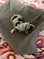 Light blue, a male Australian Shepherd and Border Collie for sale in Casa Grande, AZ – 2 of 2