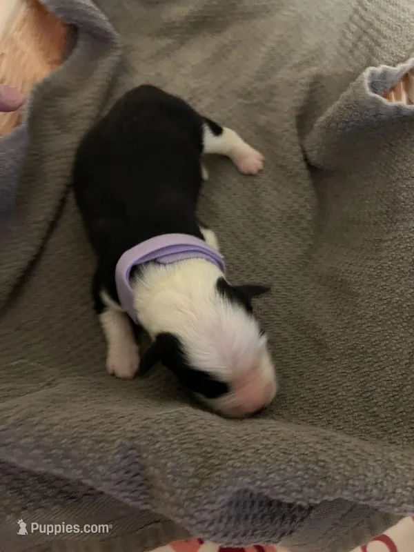 Light purple – Australian Shepherd, Border Collie puppy for sale in Casa Grande, AZ