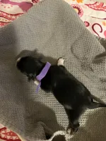Purple, a female Australian Shepherd and Border Collie for sale in Casa Grande, AZ – 2 of 2