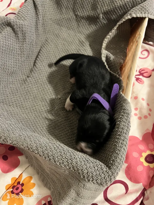 Purple – Australian Shepherd, Border Collie puppy on hold in Casa Grande, AZ