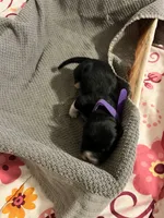 Purple, a female Australian Shepherd and Border Collie for sale in Casa Grande, AZ – 1 of 2