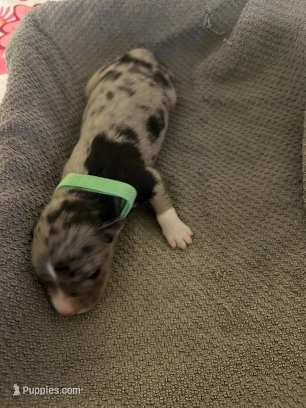 Green – Australian Shepherd, Border Collie puppy for sale in Casa Grande, AZ