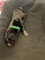 Green, a male Australian Shepherd and Border Collie for sale in Casa Grande, AZ – 1 of 2