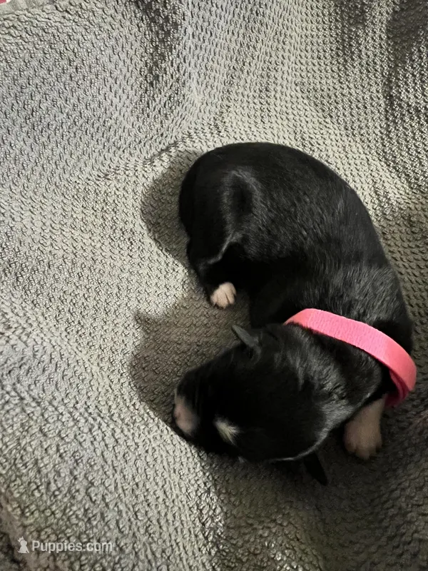 Pink – Australian Shepherd, Border Collie puppy for sale in Casa Grande, AZ