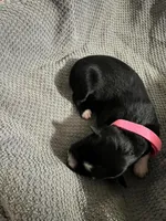 Pink, a female Australian Shepherd and Border Collie for sale in Casa Grande, AZ – 1 of 2