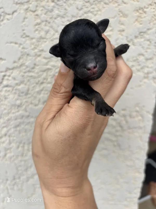 Milkyway – Poodle - Toy , Miniature Aussiedoodle puppy for sale in Brooksville, FL