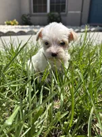 Gaston, a male Miniature Aussiedoodle for sale in Brooksville, FL – 2 of 9