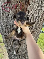 Ursula , a female Miniature Aussiedoodle for sale in Brooksville, FL – 2 of 4