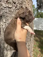 Pumba, a male Aussiedoodle and Miniature Aussiedoodle for sale in Brooksville, FL – 1 of 5