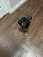 Paris, a female Poodle - Toy  for sale in Brooksville, FL – 2 of 2