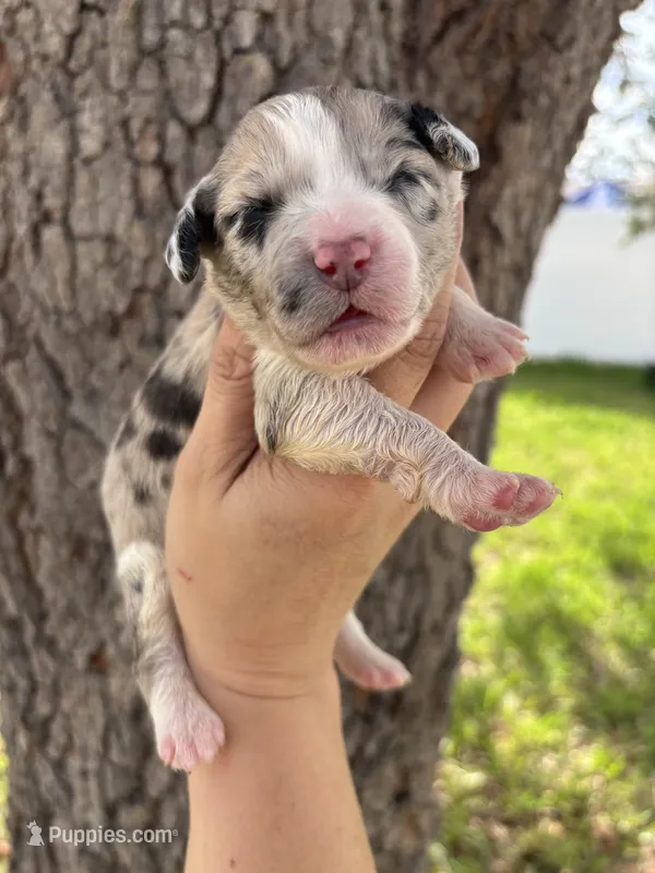 Prim – Aussiedoodle, Miniature Aussiedoodle puppy for sale in Brooksville, FL