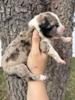Prue, a female Aussiedoodle and Miniature Aussiedoodle for sale in Brooksville, FL – 3 of 6