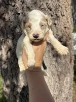 Jafar, a male Miniature Aussiedoodle for sale in Brooksville, FL – 2 of 4
