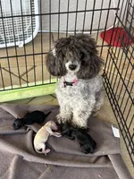 Twix, a male Australian Shepherd and Poodle - Toy  for sale in Brooksville, FL – 4 of 4