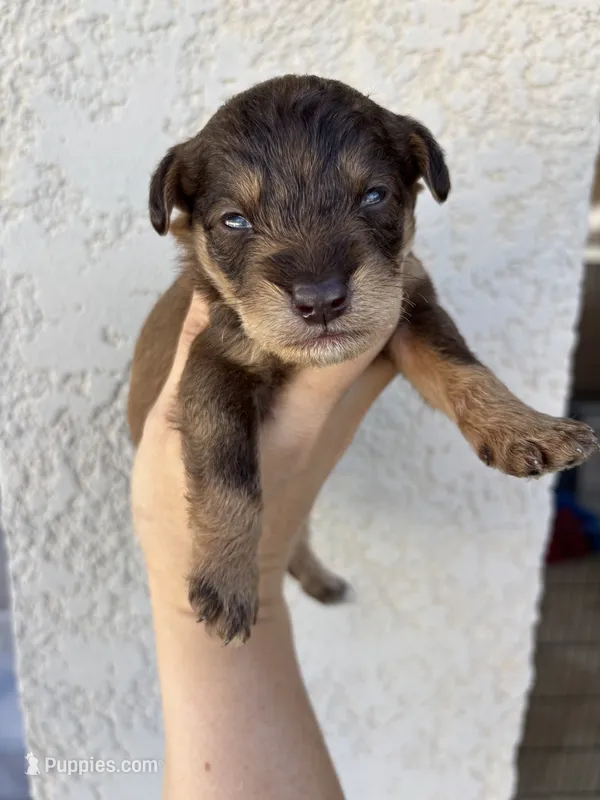 Scar – Miniature Aussiedoodle puppy for sale in Brooksville, FL