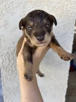 Scar, a male Miniature Aussiedoodle for sale in Brooksville, FL – 1 of 4