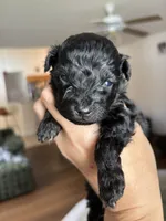 Twix - Toy - under 10lbs full grown, a male Aussiedoodle and Miniature Aussiedoodle for sale in Brooksville, FL – 2 of 4