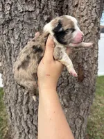 Prue, a female Aussiedoodle and Miniature Aussiedoodle for sale in Brooksville, FL – 2 of 6