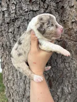 Patch, a female Aussiedoodle and Miniature Aussiedoodle for sale in Brooksville, FL – 4 of 6