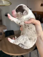 Patch, a female Aussiedoodle and Miniature Aussiedoodle for sale in Brooksville, FL – 6 of 6