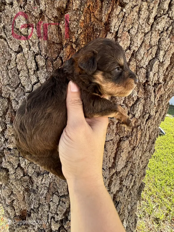 Ursula  – Miniature Aussiedoodle puppy for sale in Brooksville, FL